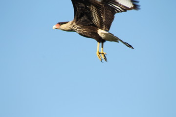 carancho volando