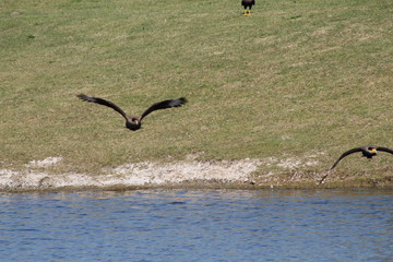 caranchos volando hacia mi