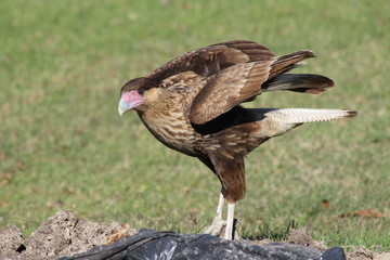 carancho joven buscando la comida que le tire