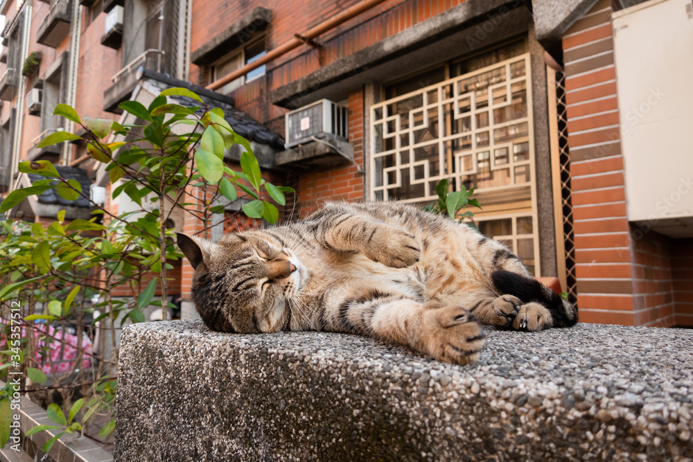 Canvas Prints lazy tabby cat sleep on a ground