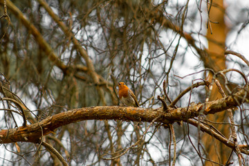 bird on tree