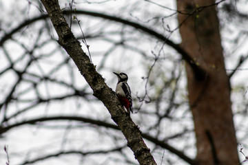 bird on tree