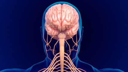 3D Illustration Human Brain Anatomy With nervous System