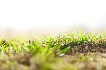 The first spring grass that has just sprouted, at dawn.