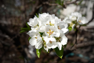 Tree with flowers in spring