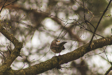 bird on tree