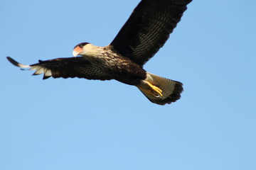 carancho volando