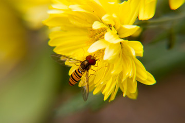 drone fly picking nectar from flowers