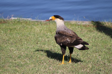 carancho con comida en el pico