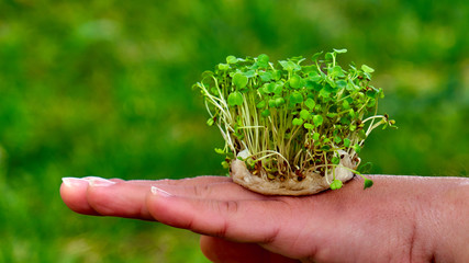 Naklejka na ściany i meble tiny micro-green bush in woman's hands