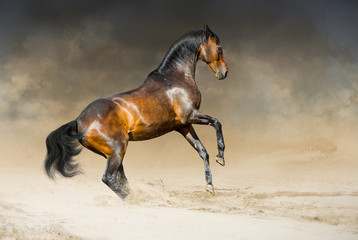 Wild horse run gallop in dust desert