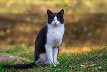Closeup of a black and white cat standing on a green lawn looking at something on an orange autumn background and fallen leaves in fresh grass. 