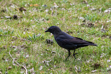 bird on the grass