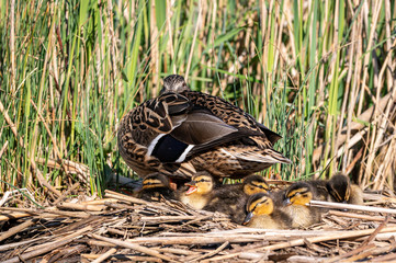 Nest of mallard ducklings with mother duck
