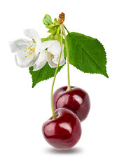 Cherry isolated on white background with clipping path
