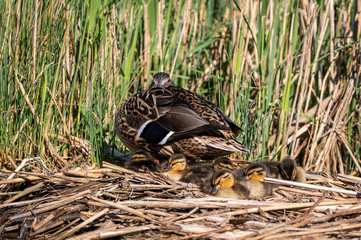 Mallard ducklings sleeping on a nest of reeds with mother duck keeping a watchful eye