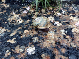 snail, shell, nature, animal, turtle, slow, tortoise, brown, reptile, macro, helix, garden, wildlife, mollusk, slimy, spiral, slug, grass, green, fauna, closeup, house