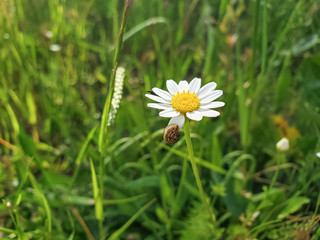 Single daisy flower and cute snail in spring meadow,nature background wallpaper 