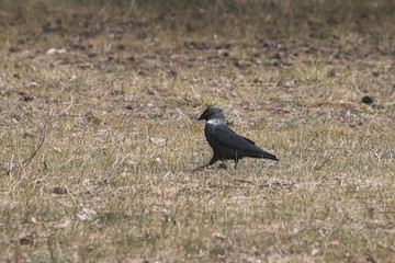 bird on the grass