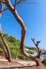 Seascape with trees in the foreground. Menorca, Balearic islands, Spain