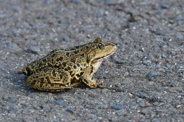rana esculenta frog in nature of Czech republic near  Zahlinice lake