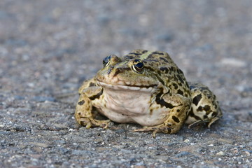 rana esculenta frog in nature of Czech republic near  Zahlinice lake