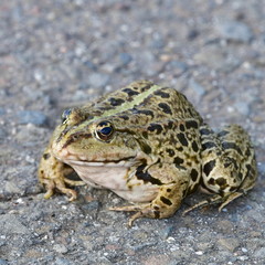 rana esculenta frog in nature of Czech republic near  Zahlinice lake