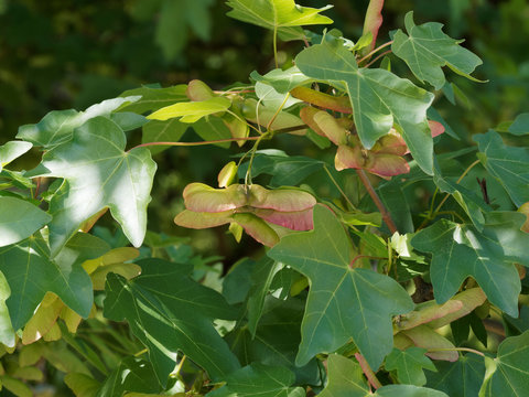 Gros plan sur feuilles lob&eacute;es vert fonc&eacute;, lustr&eacute; et fruits ou samares horizontaux de l'&eacute;rable champ&ecirc;tre ou ac&eacute;raille (Acer campestre) 