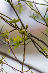 tree close up