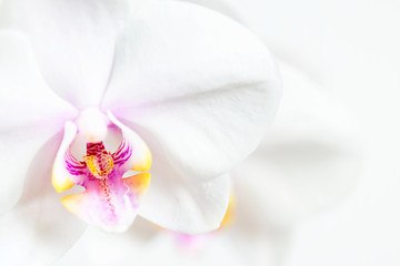 White background with branch of orchid, tender composition