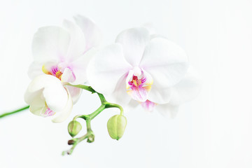 White composition with branch of orchid, tender floral light image