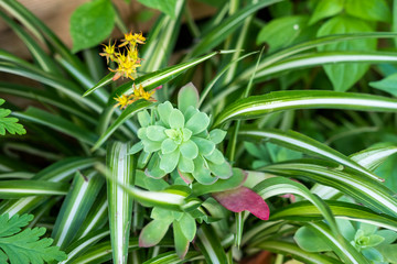 succulent plant in a detail of a Mediterranean style garden in Barcelona in the first days of spring