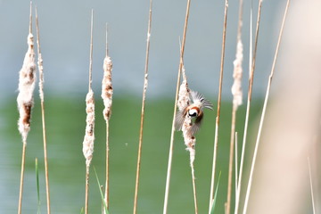 red-backed shrike Lanius colluri) bird in nature of Czech republic