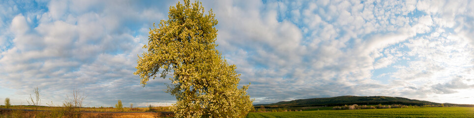 Naklejka premium Panorama view of mountain meadow with flowering pear trees against a backdrop of spruce forest and picturesque sky