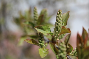 budding buds with small leaves on tree branches in spring