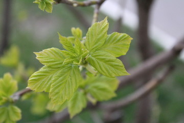 budding buds with small leaves on tree branches in spring