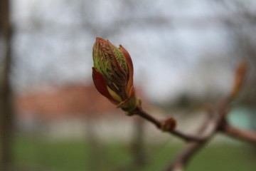 budding buds with small leaves on tree branches in spring