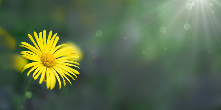 Daisy yellow on green natural blurry background in the rays of the sun. Chamomile. Doronikum.