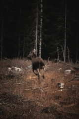 Moose in the Swedish forest. 