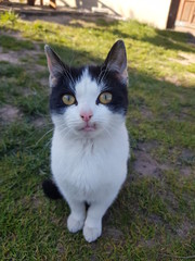 cat in the garden © Artur
