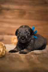 Dog, puppy, cute puppy, schnauzer, mittelschnauzer, german dog, schnauzer puppy, cute schnauzers,...