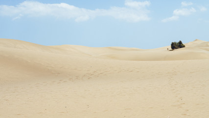Fototapeta na wymiar Dunes in summer in Canary Islands (Spain)