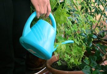Woman take care of house plants/ watering plant in pot. People, nature and plants care concept