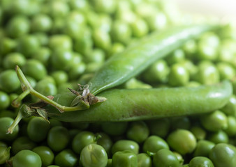 Légumes verts, petits pois frais écossés avec deux gousses.