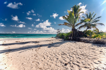 luxury and palm trees on the white sand tropical island of Anguilla