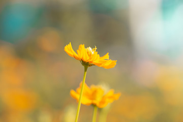 yellow flower of green grass