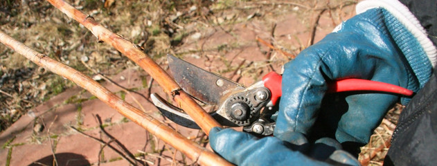 Obraz premium Woman's hands pruning trees in the spring with a garden pruner. Spring work began in the garden. Gardening and farming concept.