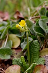 yellow flower in the park