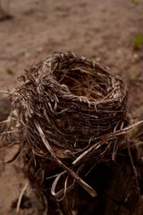bird nest