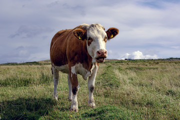 Fototapeta na wymiar Einzelne braun-weiß gefleckte Jungkuh auf hügeliger Weide in Irland in die Kamera blickend